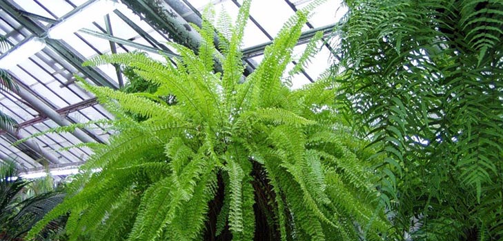 Nephrolepis - charmig hemmafru