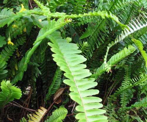 Nephrolepis: hemvård