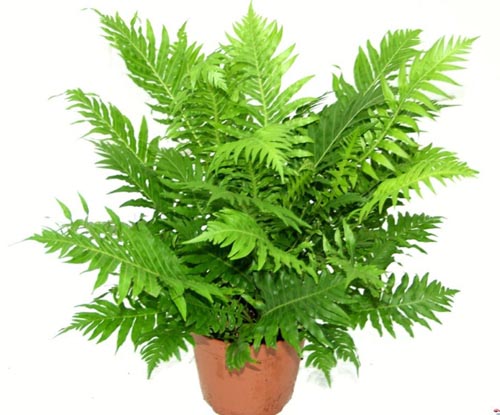Nephrolepis. reproduktion