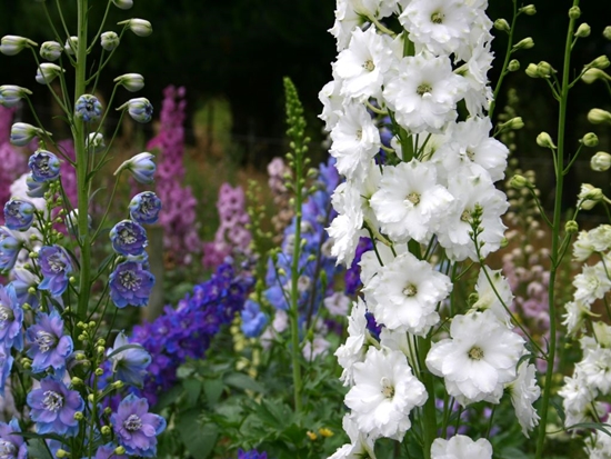 Nya Zeeland delphiniums
