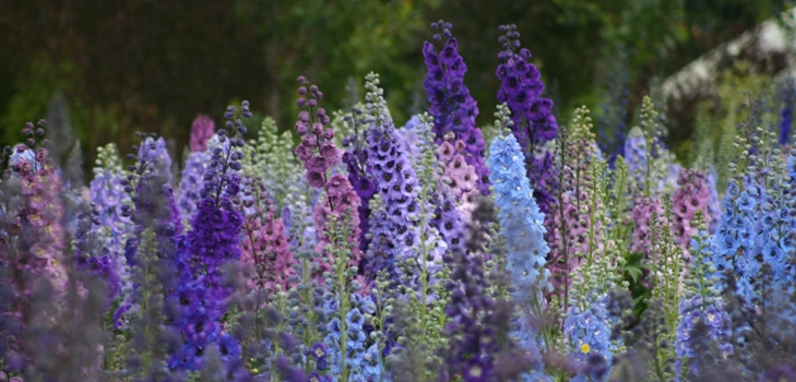 Nya Zeeland delphiniums