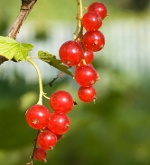 Currant trimning: röda och vita vinbär