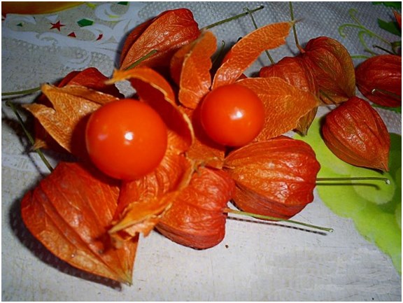 bär av physalis