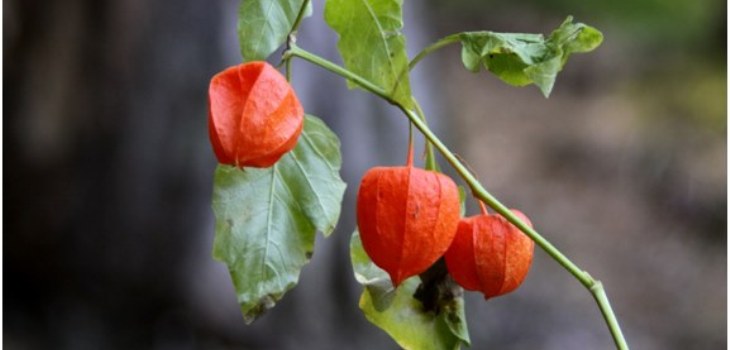 växt physalis