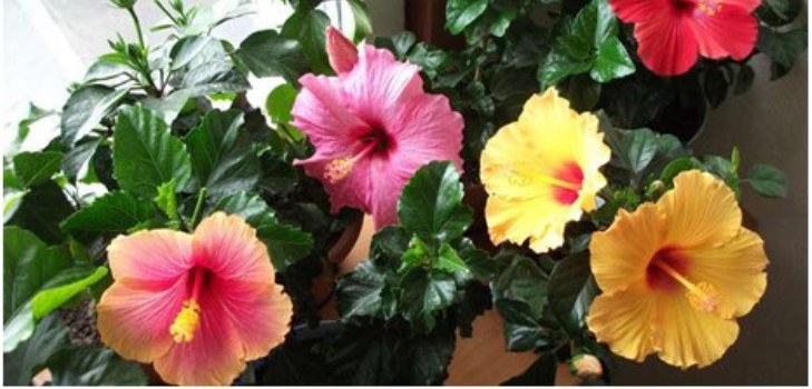 hibiskusblomma