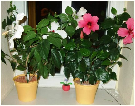 hibiskus på vindrutan