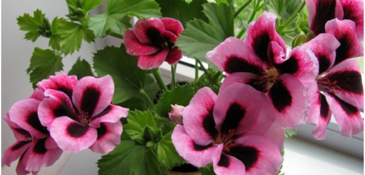 Pelargoniumblomma