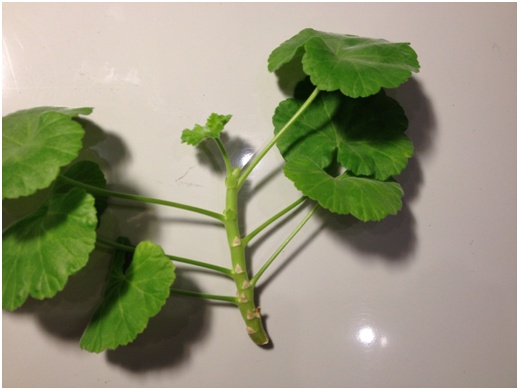 Pelargoniumstalk