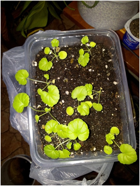 Allmän information om pelargonium. Rekommendationer för reproduktion och vård