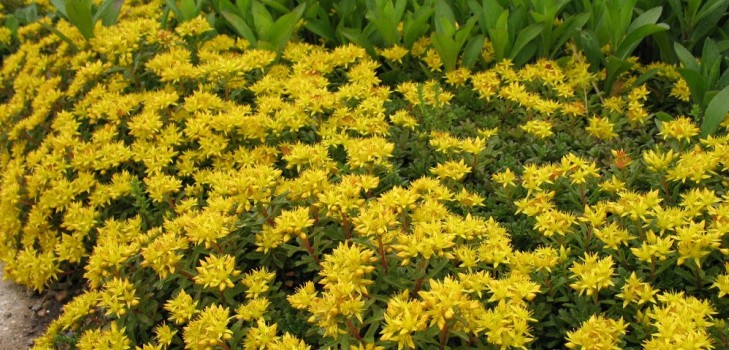 Rengöring, sedum, hare gräs! Odling av succulenter i blomsterbädden och på vindrutan