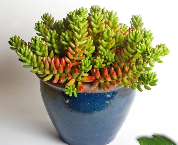 Rengöring, sedum, hare gräs! Odling av succulenter i blomsterbädden och på vindrutan
