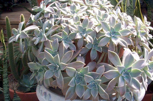 Rengöring, sedum, hare gräs! Odling av succulenter i blomsterbädden och på vindrutan