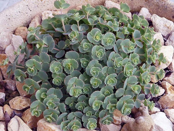 Rengöring, sedum, hare gräs! Odling av succulenter i blomsterbädden och på vindrutan
