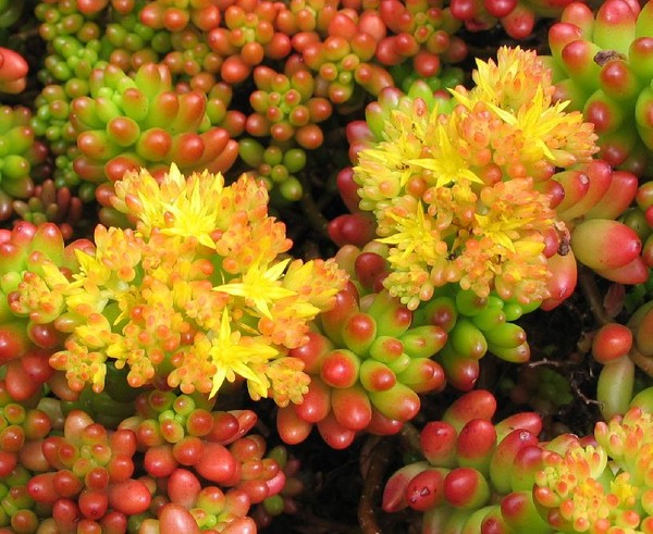 Rengöring, sedum, hare gräs! Odling av succulenter i blomsterbädden och på vindrutan