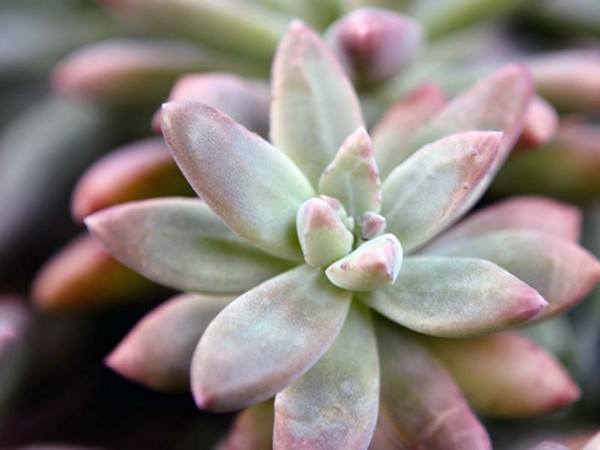 Rengöring, sedum, hare gräs! Odling av succulenter i blomsterbädden och på vindrutan