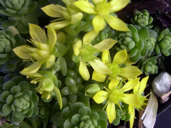 Rengöring, sedum, hare gräs! Odling av succulenter i blomsterbädden och på vindrutan