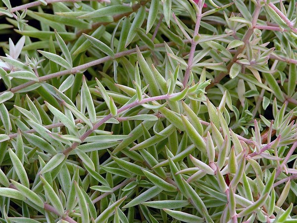 Rengöring, sedum, hare gräs! Odling av succulenter i blomsterbädden och på vindrutan