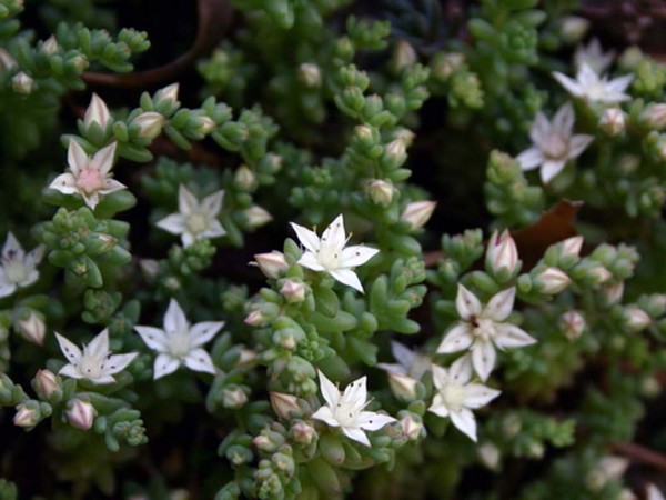 Rengöring, sedum, hare gräs! Odling av succulenter i blomsterbädden och på vindrutan
