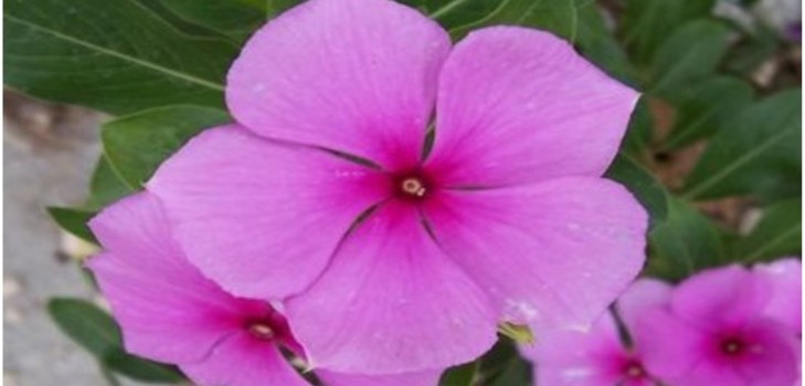 blommande periwinkle