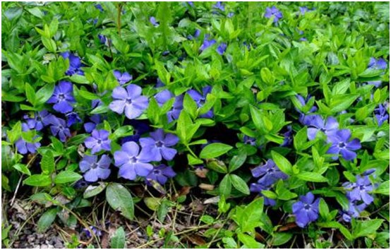 blommor periwinkle