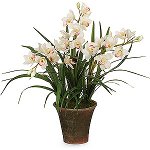 Orchid Cymbidium: Vård och Innehåll