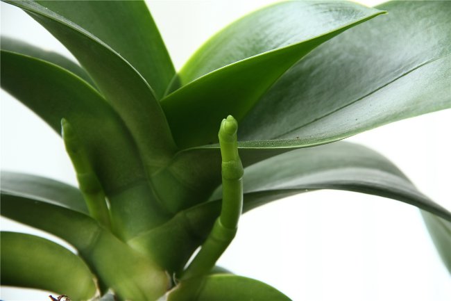 Orkidéen blommar inte: Vad ska man göra? Orkidéen blommar inte: Vad ska man göra?