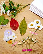Oshibana: pressad blommig Oshibana: pressad blommig