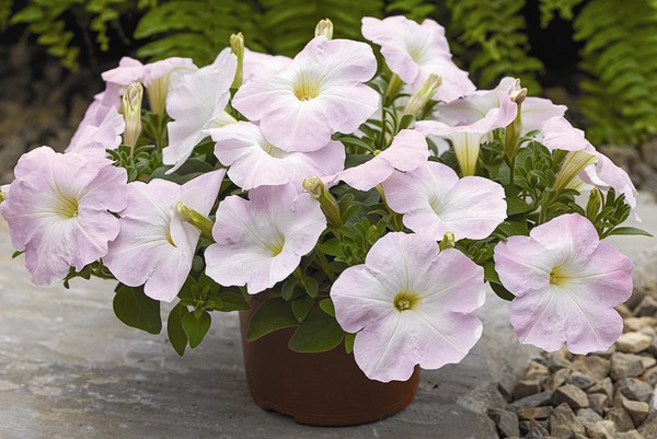 Planterar petunia och bryr sig om henne