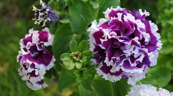 Planterar petunia och bryr sig om henne
