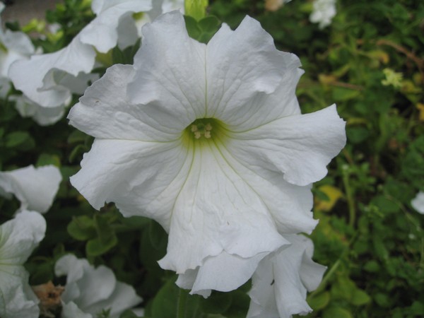Planterar petunia och bryr sig om henne