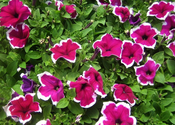 Planterar petunia och bryr sig om henne