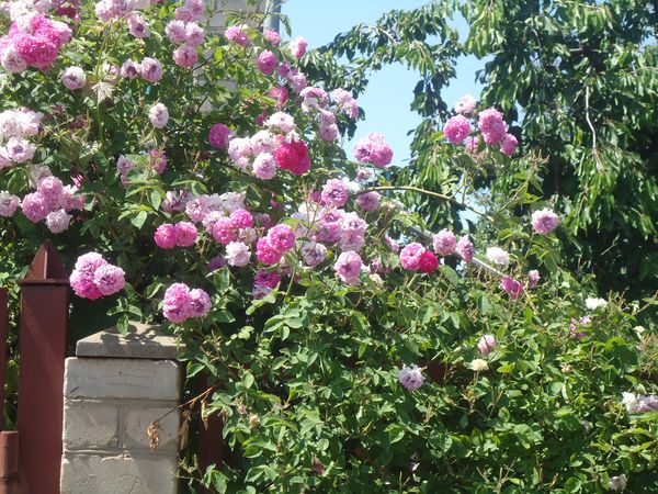 Plantering och vård av klättringsrosen