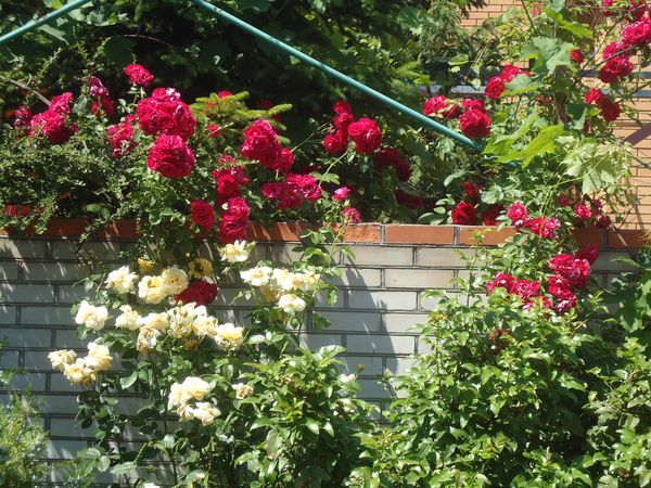 Plantering och vård av klättringsrosen