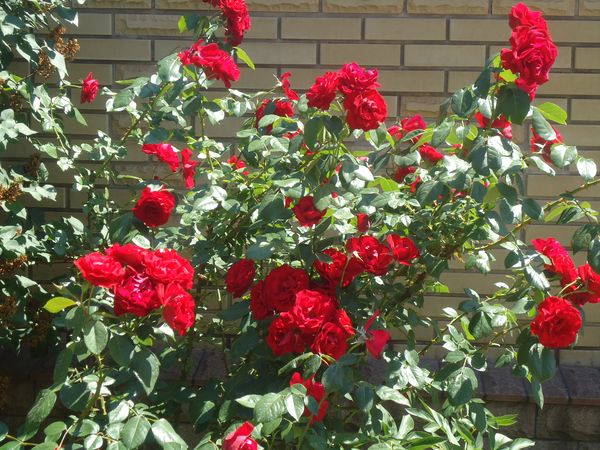 Plantering och vård av klättringsrosen