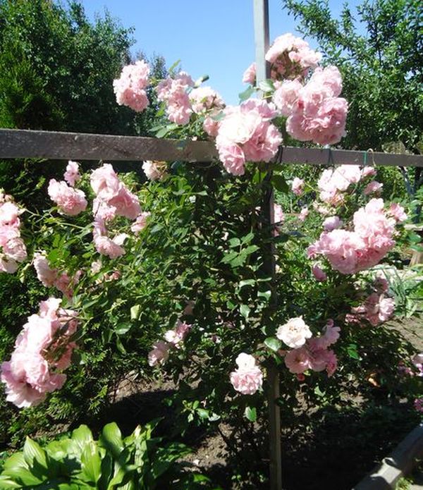 Plantering och vård av klättringsrosen