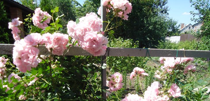 Plantering och vård av klättringsrosen