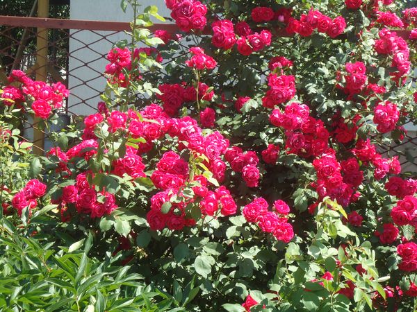 Plantering och vård av klättringsrosen