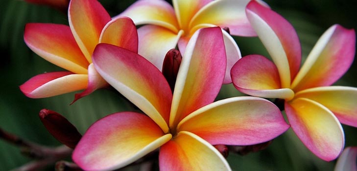 Plumeria: foto och vård hemma
