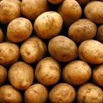 Beredning av potatis för plantering Beredning av potatis för plantering