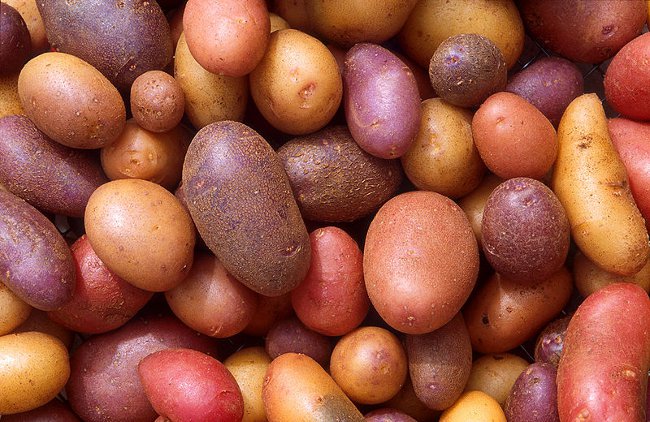 Beredning av potatis för plantering
