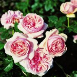 Vattnande rosor