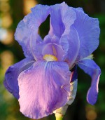 Plantera iris