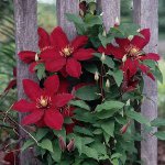 Clematis plantering Clematis plantering