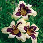 Planterar daylilies Planterar daylilies