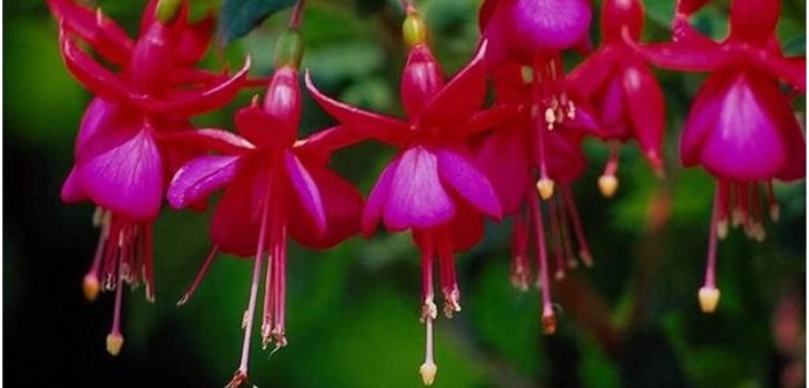 blommor fuchsia