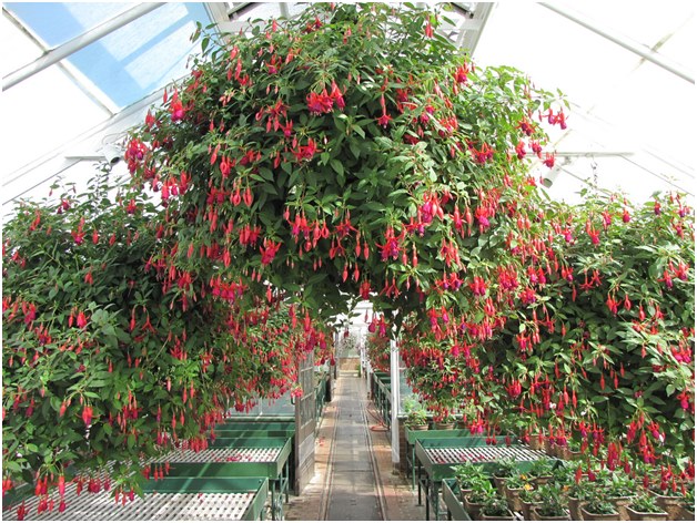fuchsia i växthuset