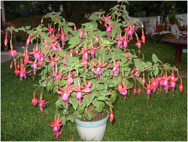 fuchsia i ett badkar
