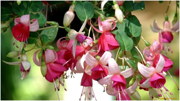Korrekt vård för fuchsia