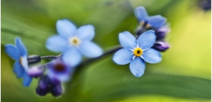 vacker blomma