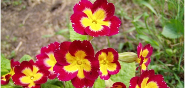 blommor primrose